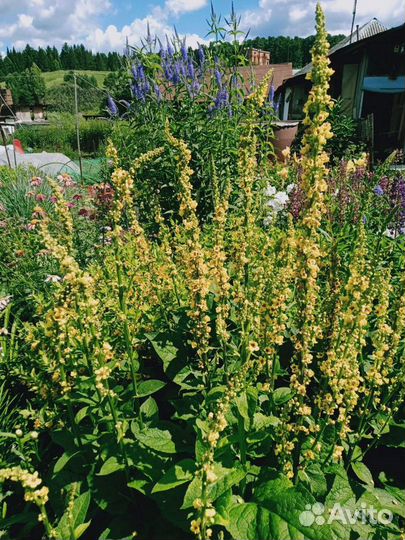 Эхиноцея., хелоне косая и т д