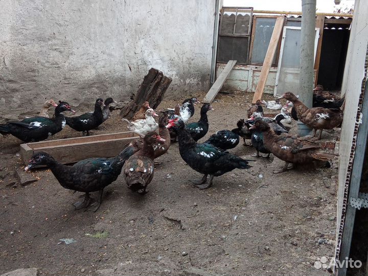 Утки на племя или мясо