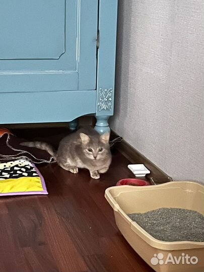 Котенок