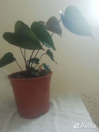 Антуриум Динамит Red