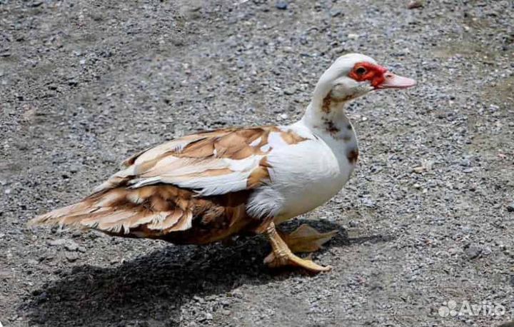 Утки шипуны