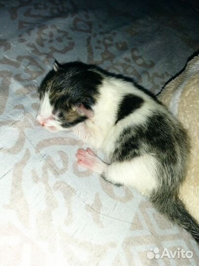 Отдам прекрасного котенка в добрые руки