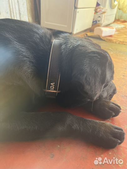 Найден лабрадор