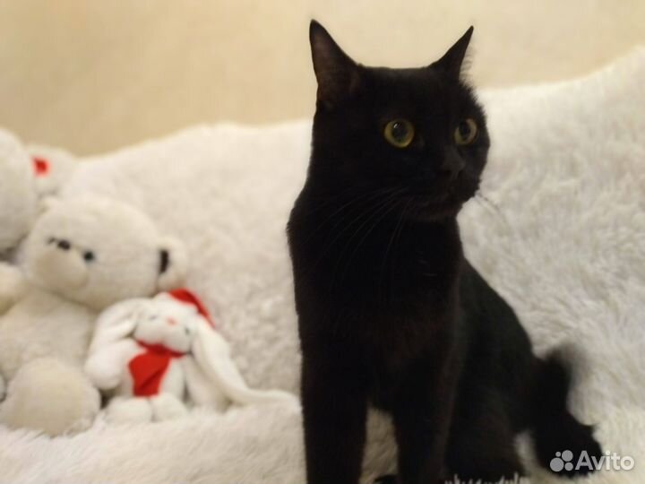 Котенок в дар бесплатно