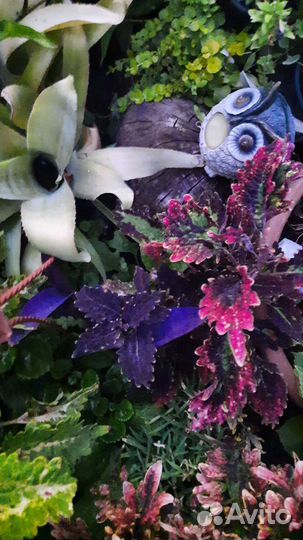 Комнатные растения