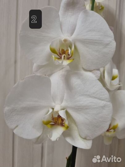 Орхидея фаленопсис