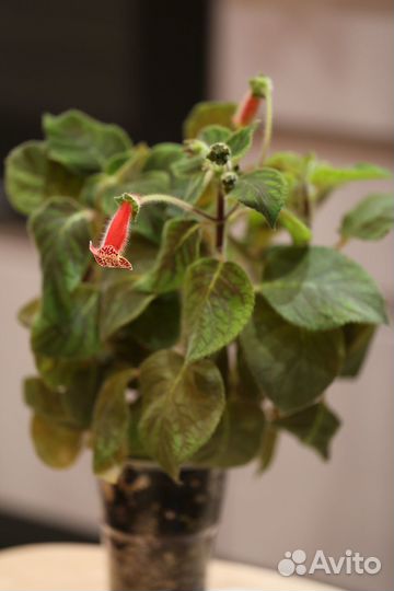 Колерия цветущее домашнее растение