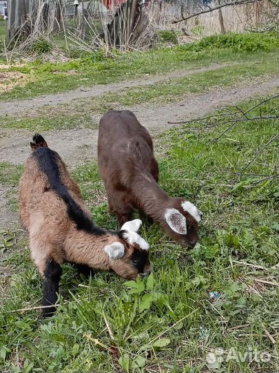 Нубийские козы