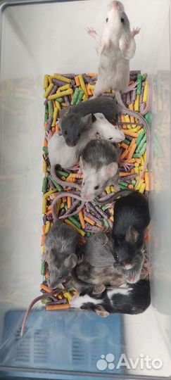 Декоративные мыши