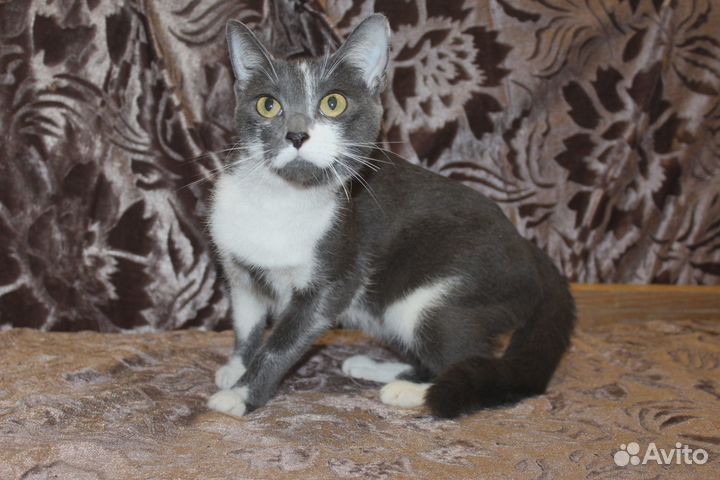 Нежная Мишель ищет дом