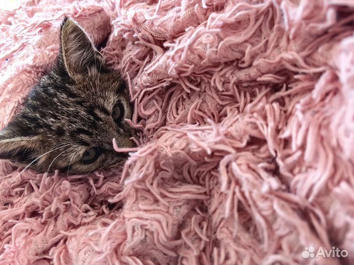 Кошка 1,5-2 месяца