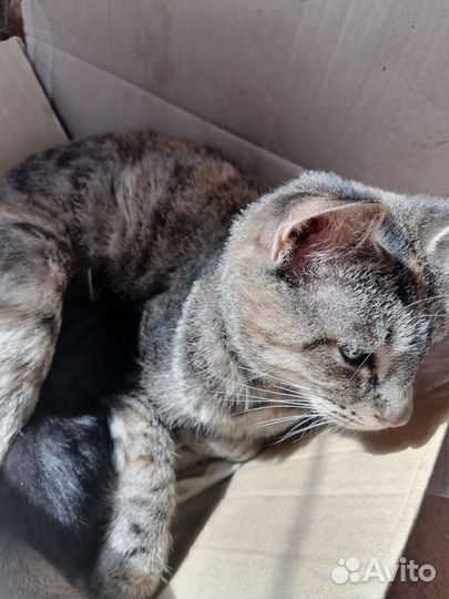 Курильский бобтейл