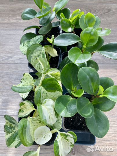 Домашние растения