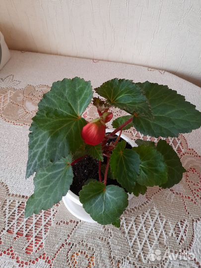 Замиокулькас,бегония, диффенбахия,алоэ,колеус