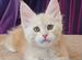 Котенок мейн-кун красный серебряный