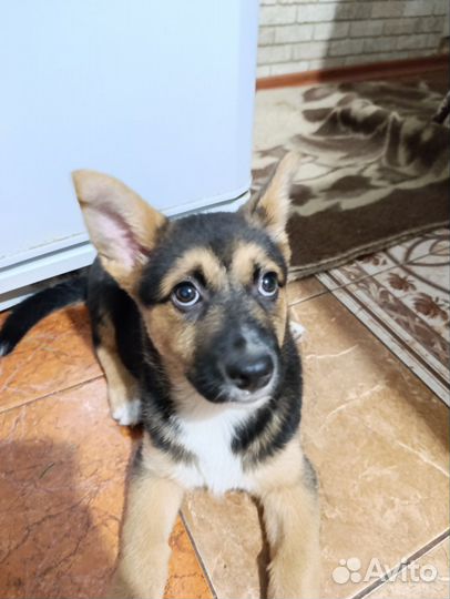 Собака в добрые руки щенок маленький