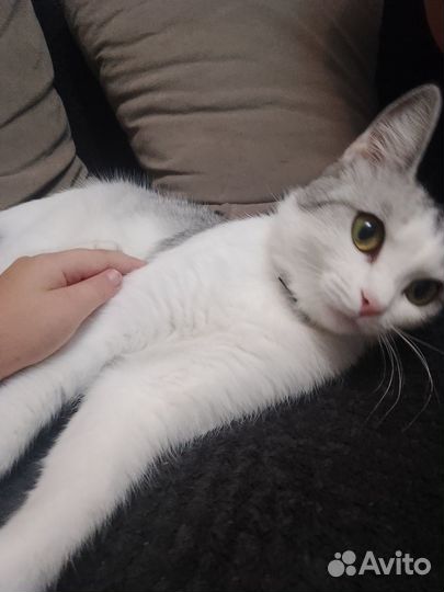 Отдам кошечку,1,5