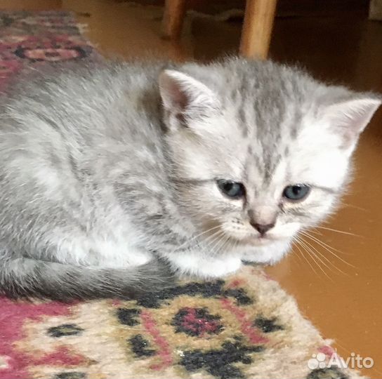 Шотландские котятки