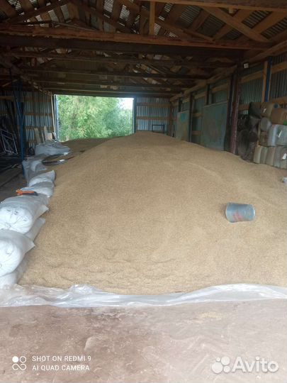 Зерно ячмень