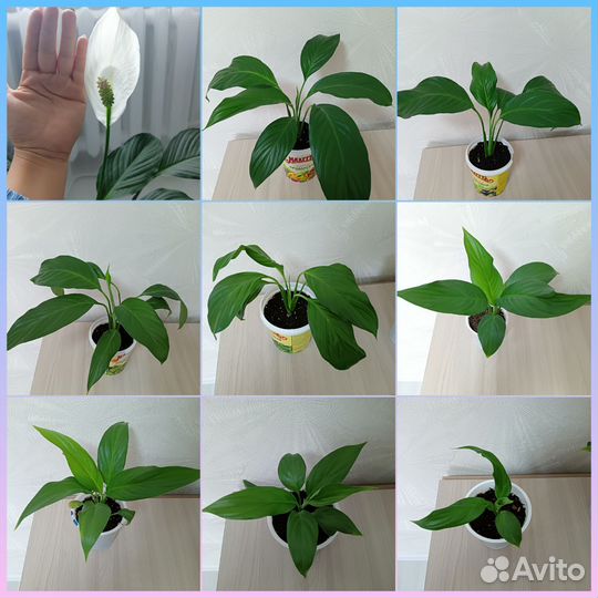 Спатифиллум