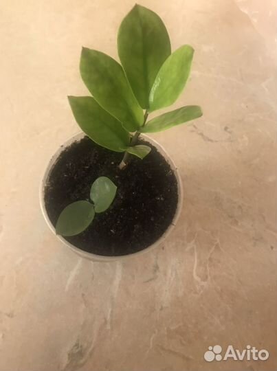 Замиокулькас долларовое дерево