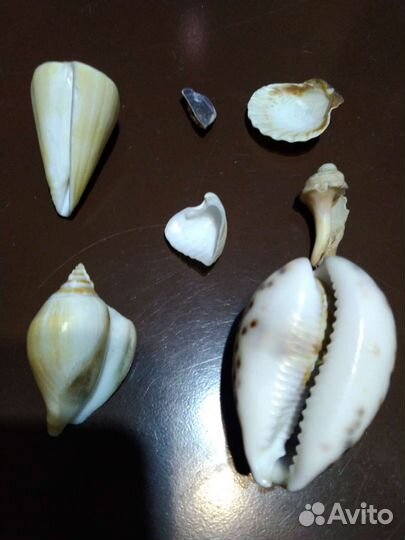 Ракушки, раковины, камни морские, декор, ассорти