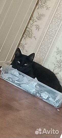Отдам в добрые руки