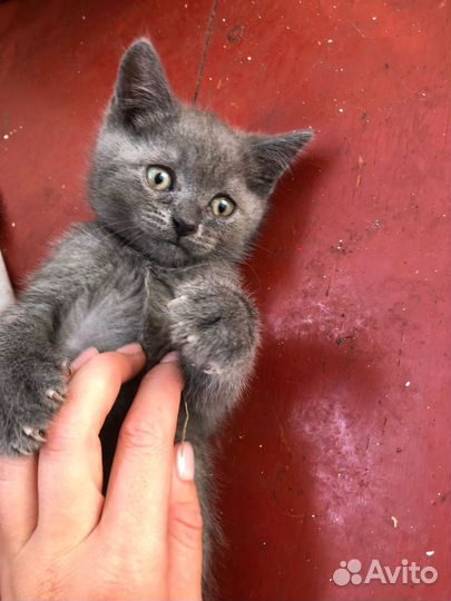 Шотландский кот бесплатно