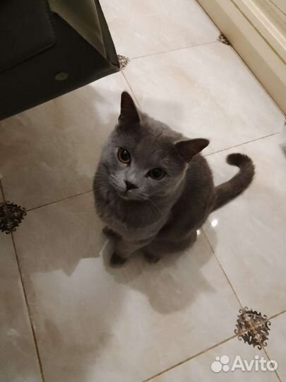 Британская кошка