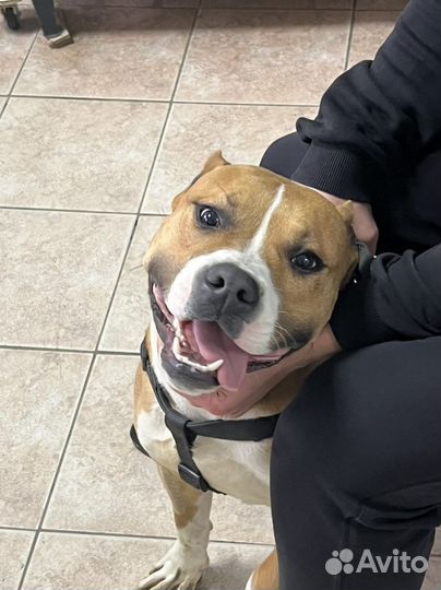 Стаффордширский терьер вязка