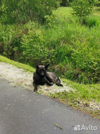 Найдена собака