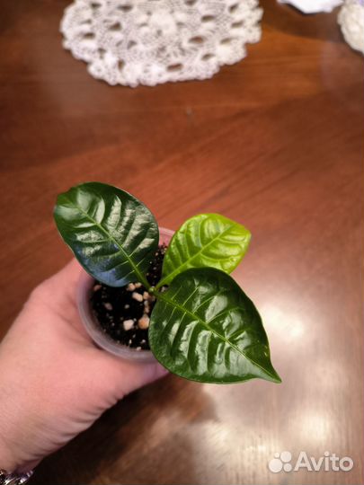 Табернемонтана