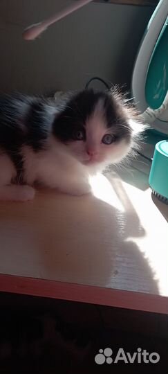Котята в добрые руки мальчики