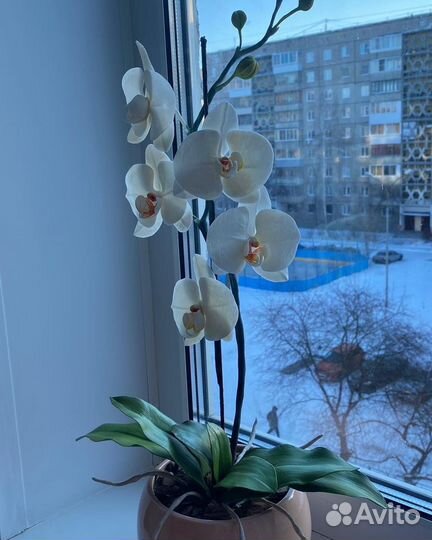 Орхидея фаленопсис из холодного фарфора