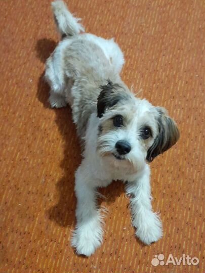 Болонка вязка