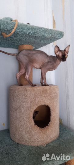 Канадский сфинкс