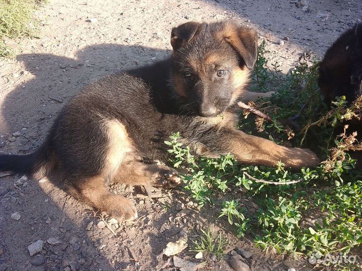 Щенки немецкой овчарки