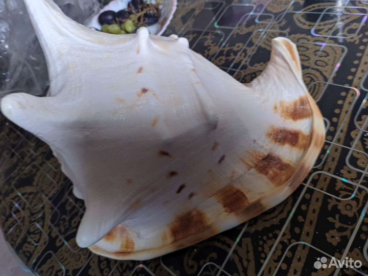 Ракушка морская большая