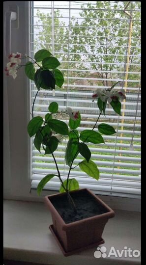 Клеродендрум