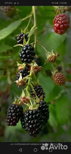 Ягоды ежевики