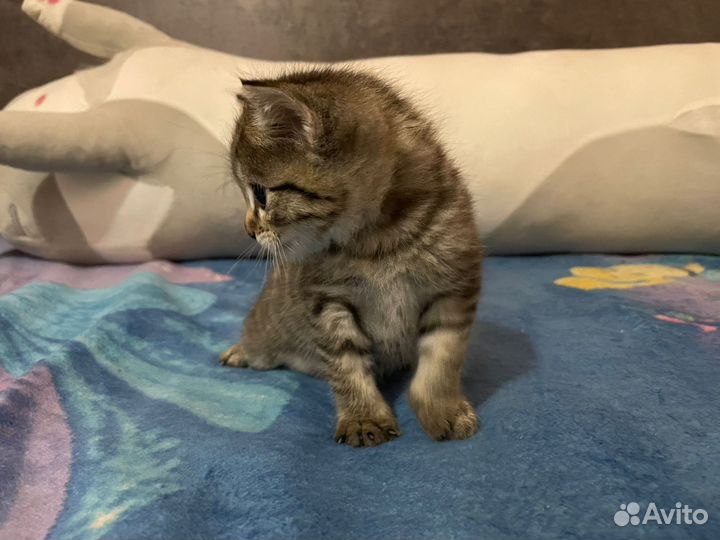 Курильский бобтейл