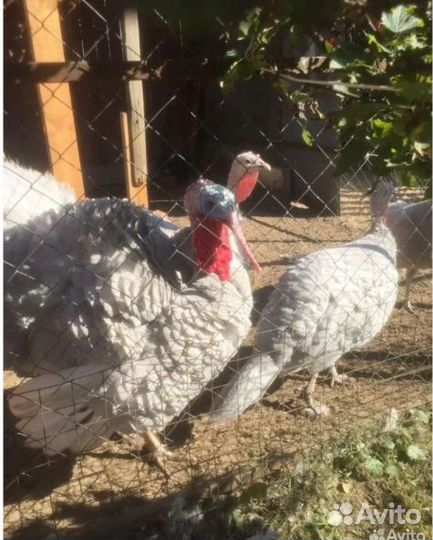 Голубые индюки