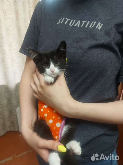 Кошечка в добрые руки