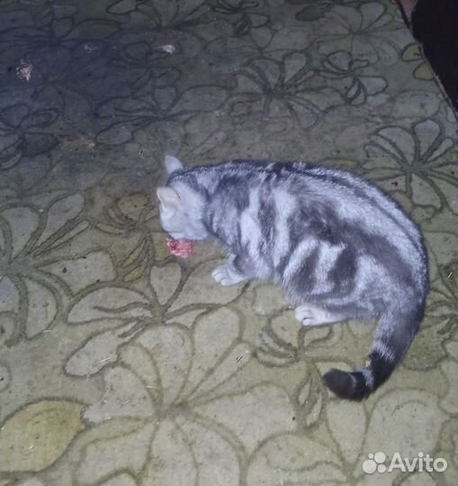 Отдам кошку