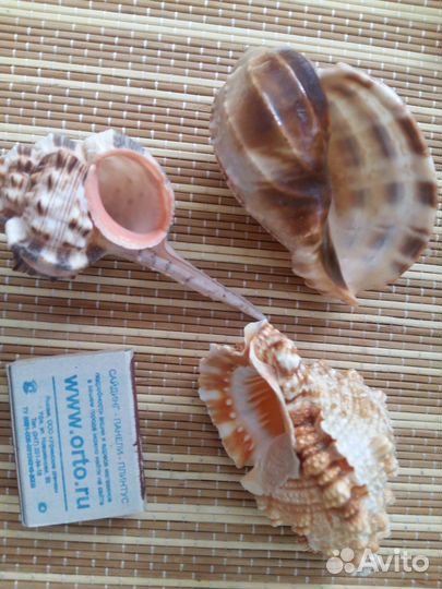 Морские ракушки и камни