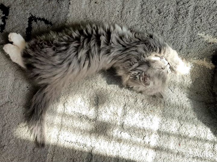 Котята в добрые руки даром