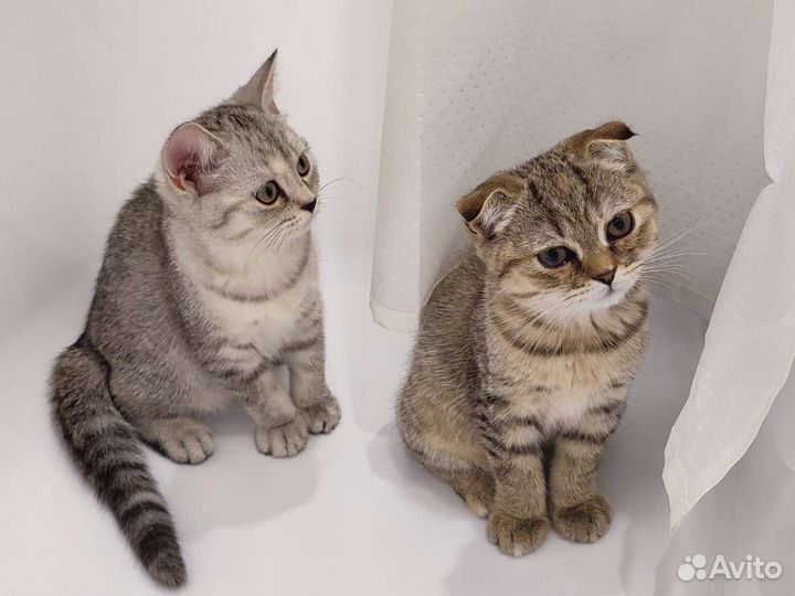 Шотландские котята