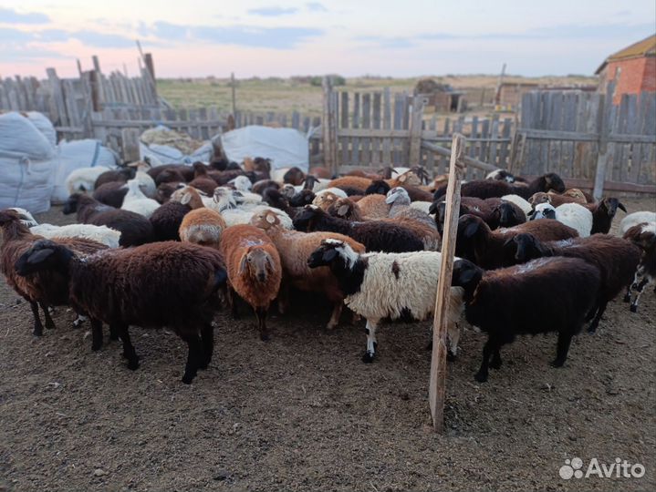 Овцы, бараны, ягнята