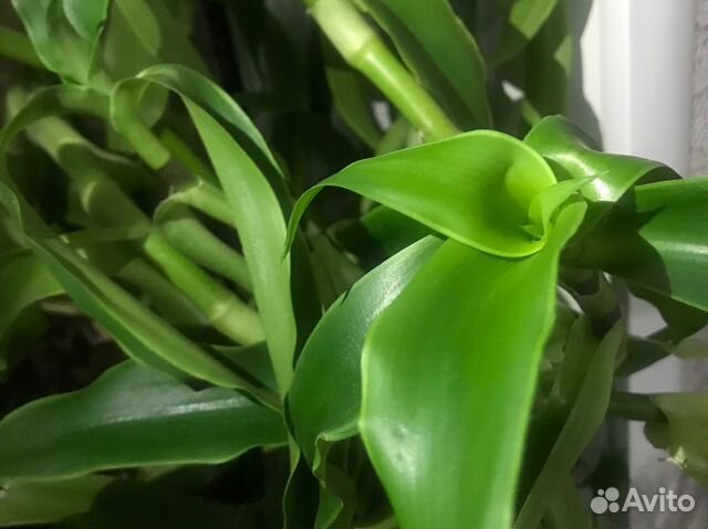 Отростки Золотого уса