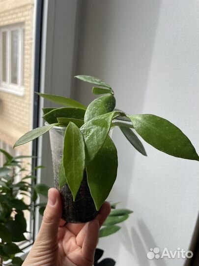 Комнатные растения